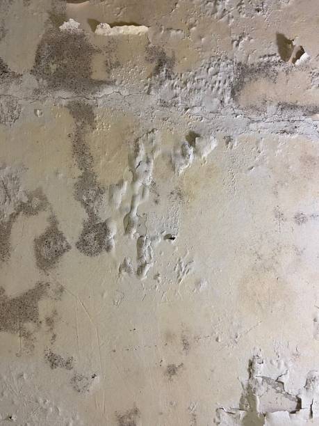 Best Emergency Mold Remediation in Marlow, OK