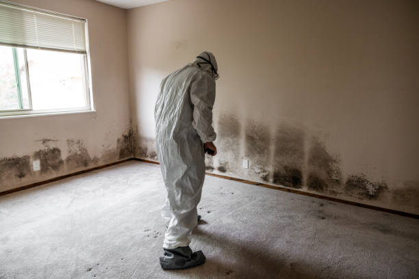 Best Insurance-Related Mold Remediation in Marlow, OK