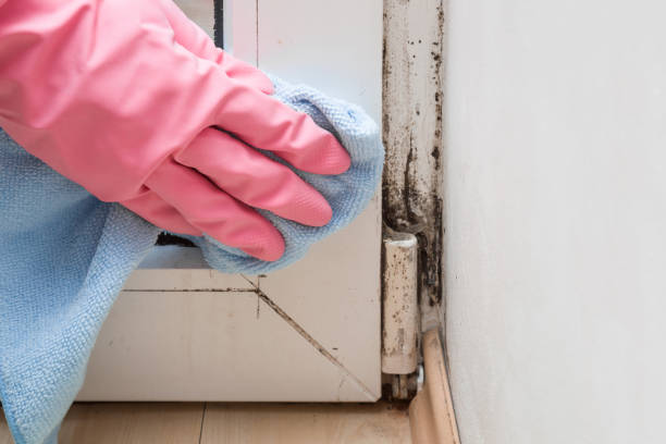 Best Residential Mold Remediation in Marlow, OK