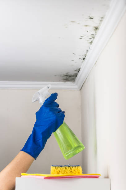 Best Localized Mold Remediation (e.g., coastal areas, humid climates) in Marlow, OK