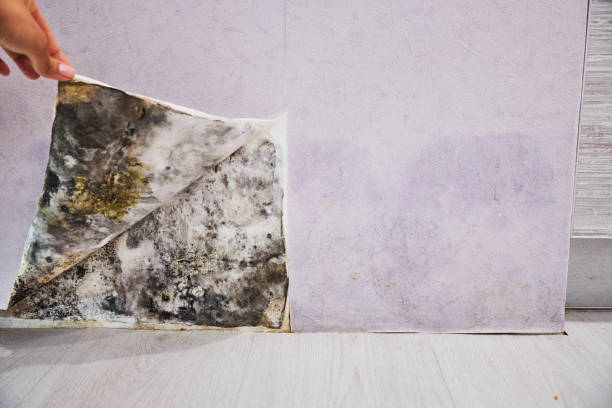 Best Residential Mold Remediation in Marlow, OK